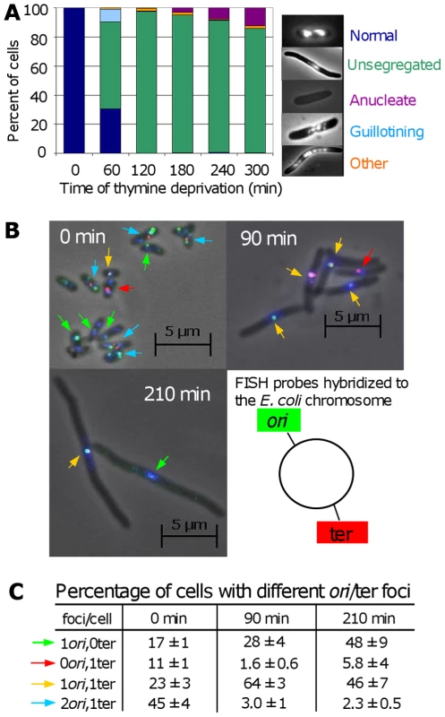 Chromosome segregation and DNA loss during TLD.