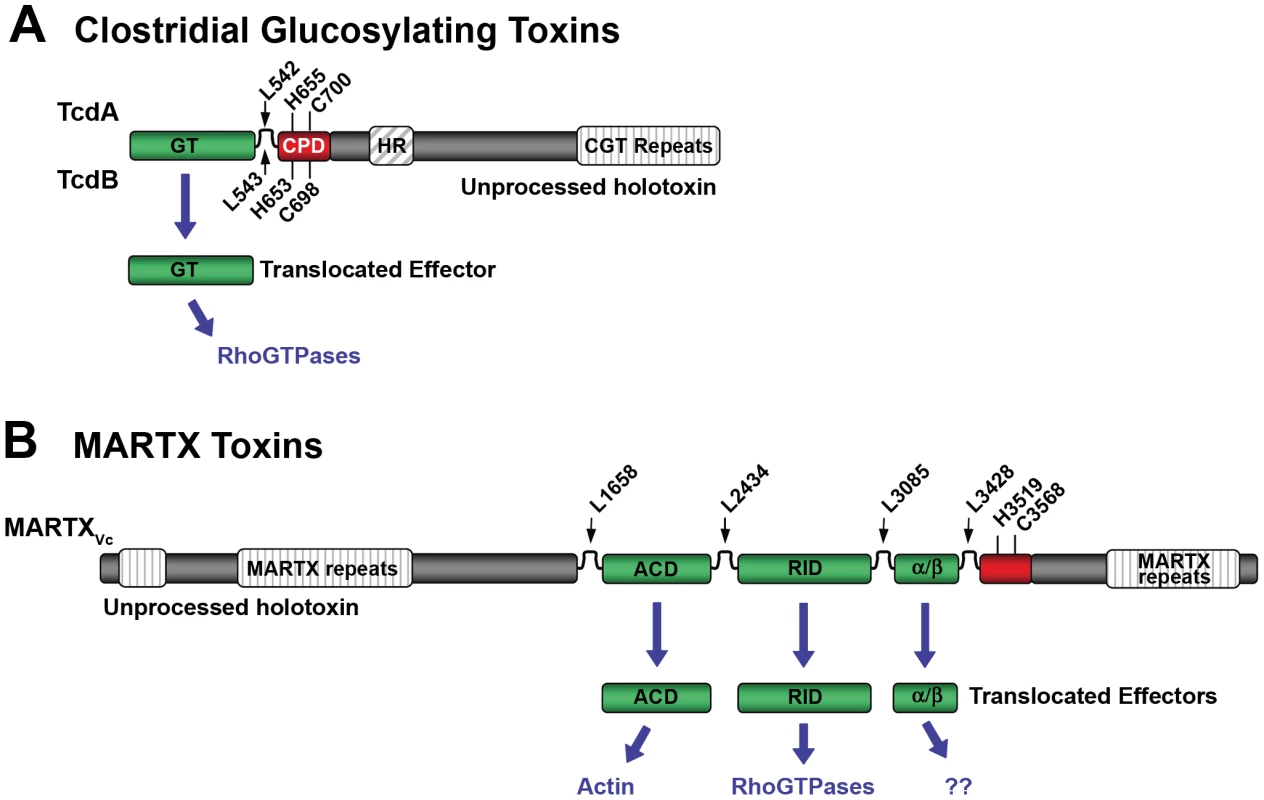 Schematic diagrams representing CPD-dependent autoprocessing sites within CGTs and MARTX toxins.