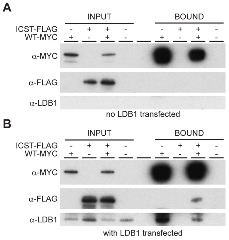 Wild-type and <i>Icst</i> LMX1B are in a complex with LDB1.