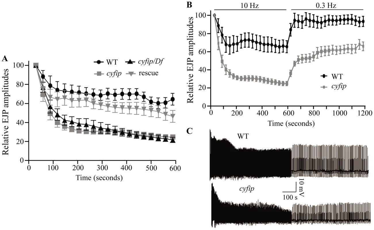 <i>cyfip</i> mutants fail to sustain normal neurotransmitter release during high-frequency stimulation.