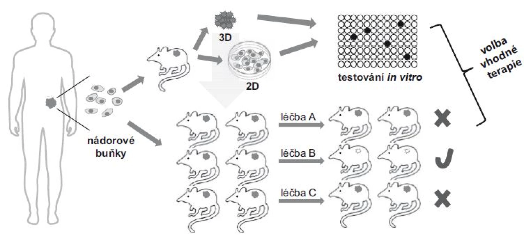 Schematické zobrazení přípravy xenogenních myších modelů.