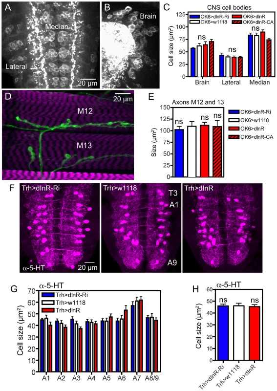 Manipulations of dInR expression in interneurons and motor neurons do not affect cell body size.