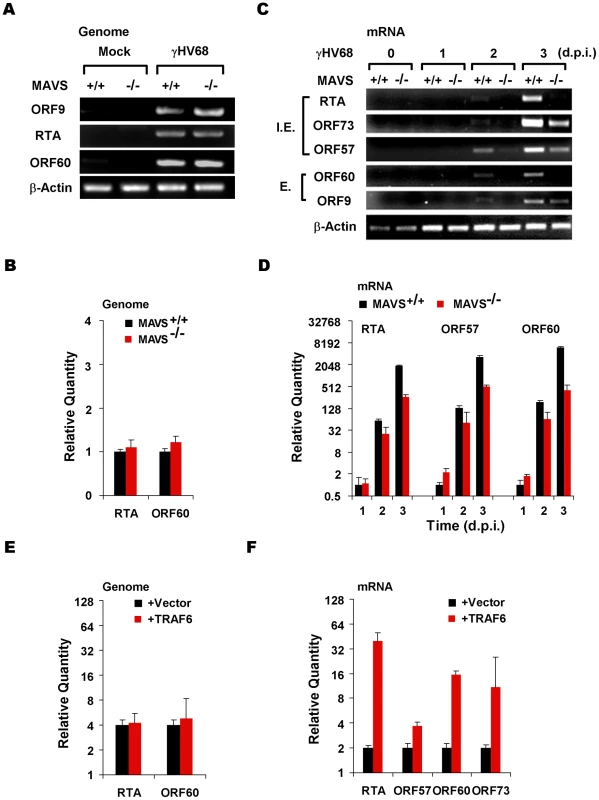 The MAVS-IKKβ pathway is important for γHV68 mRNA production.