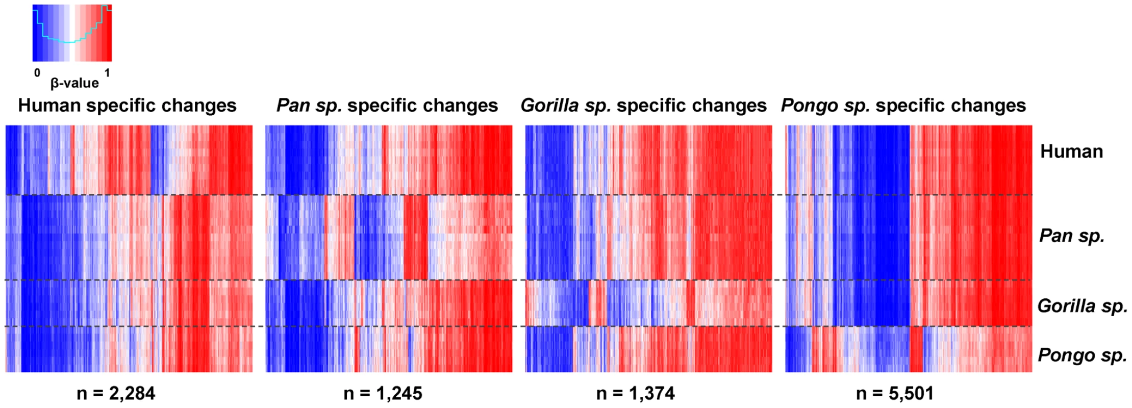 Differentially methylated CpG sites in each great ape genus.