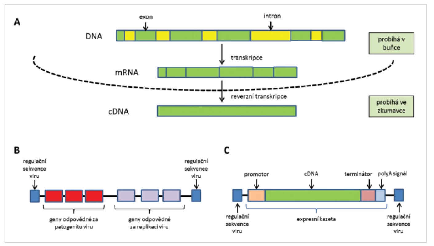 Schéma přípravy cDNA (A), struktura původního (B) a upraveného (C) virového vektoru