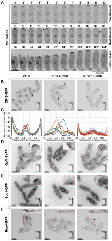 Cortical association of GTP-bound Cdc42 and its GEFs and GAP is modulated by temperature.