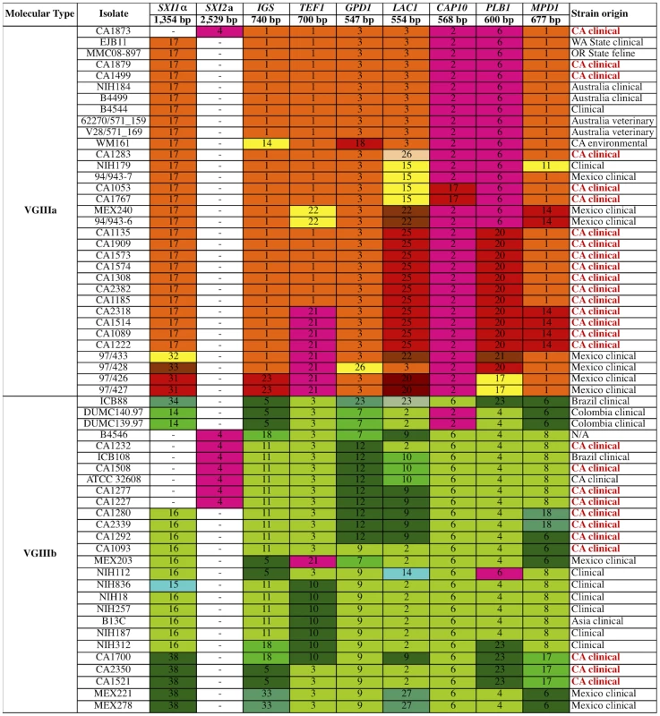 Global analysis of molecular markers illustrates high diversity and two distinct VGIII lineages: VGIIIa and VGIIIb.