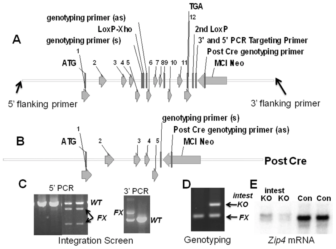 Structures of the pre- and post-Cre floxed mouse <i>Zip4</i> gene and integration and genotyping screen designs.