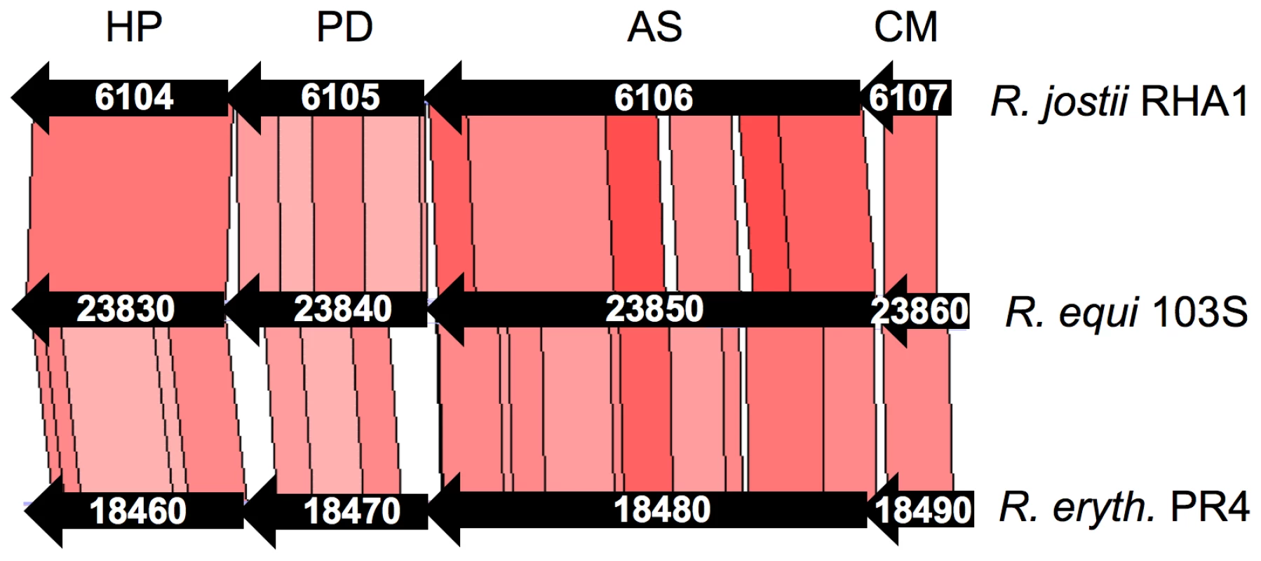 Structure of the chromosomal locus of the putative chorismate mutase (CM) and anthranilate synthase (AS) genes REQ23860 and REQ23850.