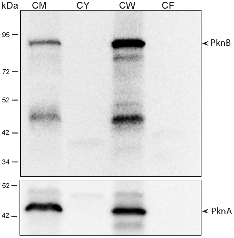 Subcellular localization of <i>M. tuberculosis</i> PknB.
