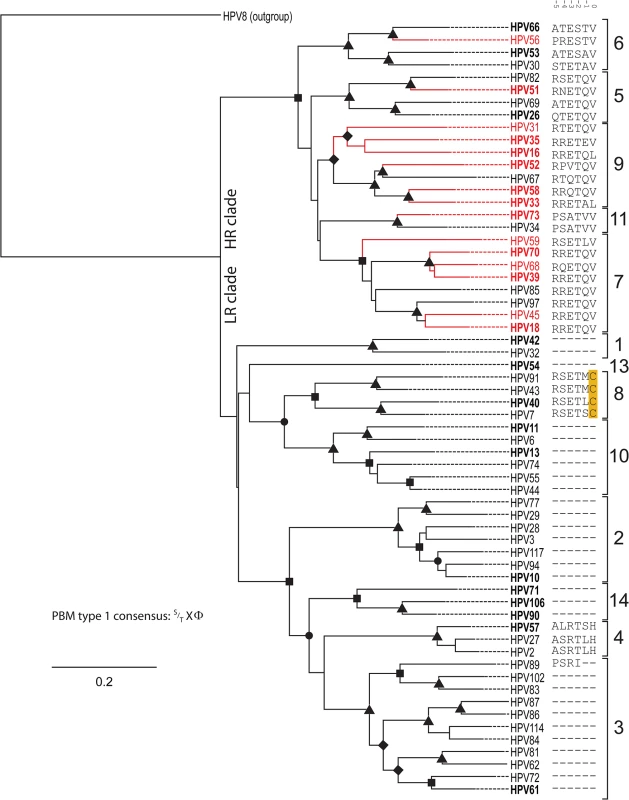 Presence of C-terminal PDZ binding motif is correlated with phylogenetic classification.