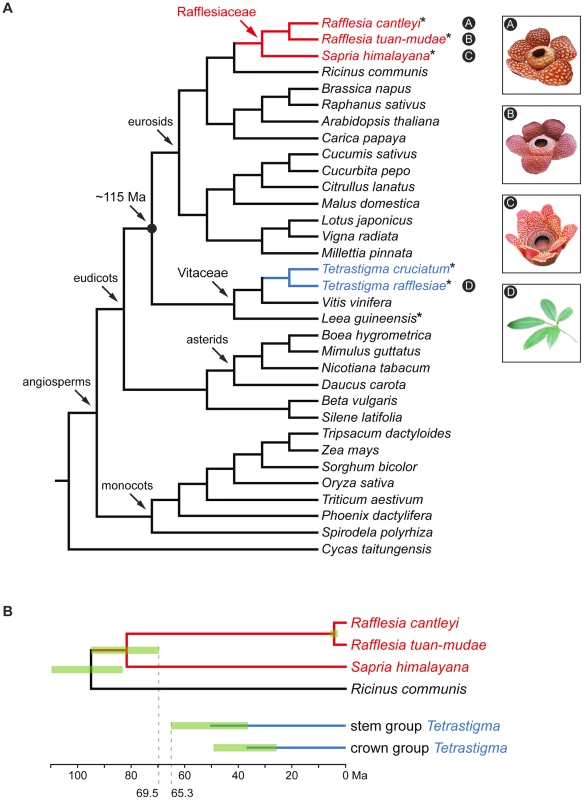 Phylogenetic relationships and divergence times of the three Rafflesiaceae species and two <i>Tetrastigma</i> species included in this study.