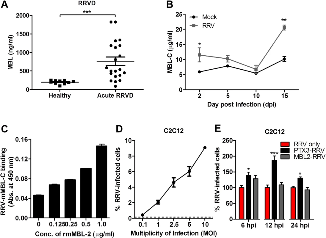 N-terminal of PTX3 is essential for binding to RRV and facilitates viral entry.