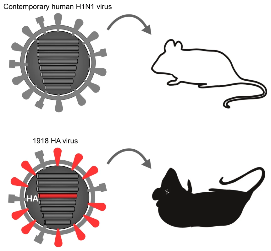 The role of the HA gene in the pathogenicity of the 1918 virus in mice.