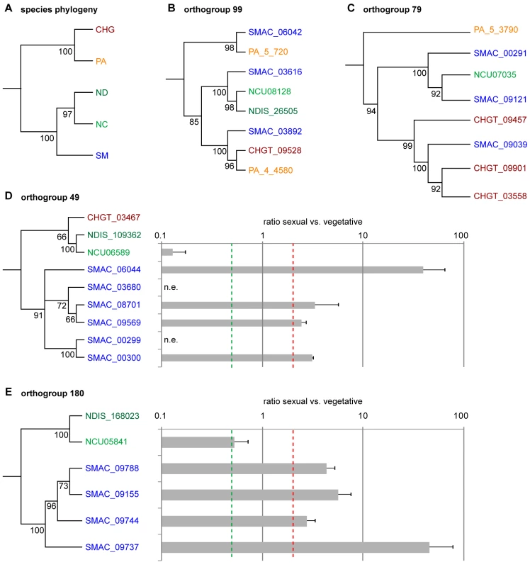 Phylogenetic analysis and expression of genes from different orthogroups from an OrthoMCL analysis of <i>S. macrospora</i> (SM), <i>N. crassa</i> (NC), <i>N. discreta</i> (ND), <i>C. globosum</i> (CHG), and <i>P. anserina</i> (PA).