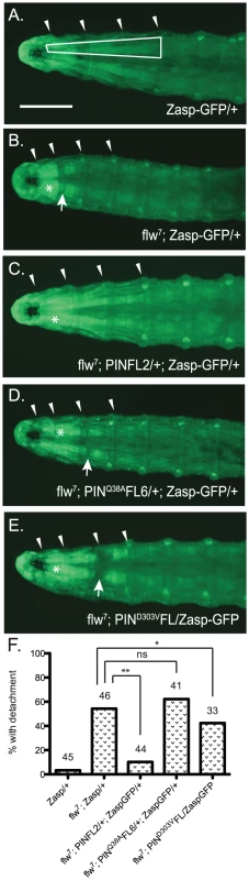 Moderately elevated expression of PINCH rescues muscle detachment defects of the <i>flw<sup>7</sup></i> mutant.