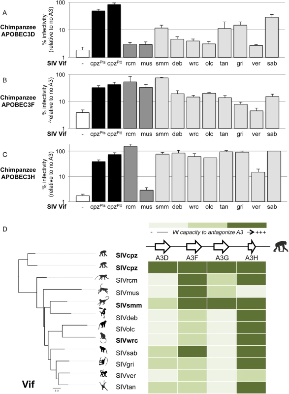 Chimpanzee APOBEC3D, APOBEC3F and APOBEC3H also have antiviral capacities that monkey SIV Vifs differentially antagonize.