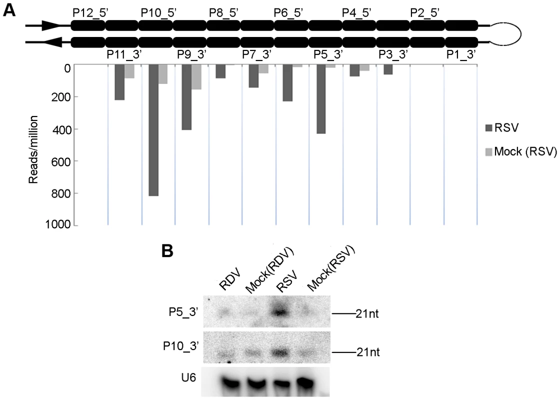 Induction of OsDCL4-dependent phased 21-nt siRNAs produced from the long hairpin of RNA encoded by the AK120922 locus in RSV-infected rice.