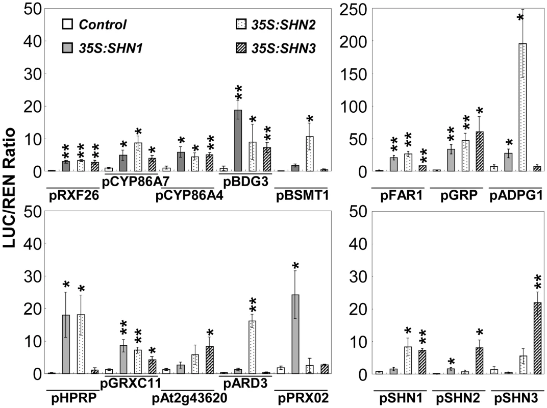 Transient expression assays of SHN transcription factors putative target gene promoter regions.