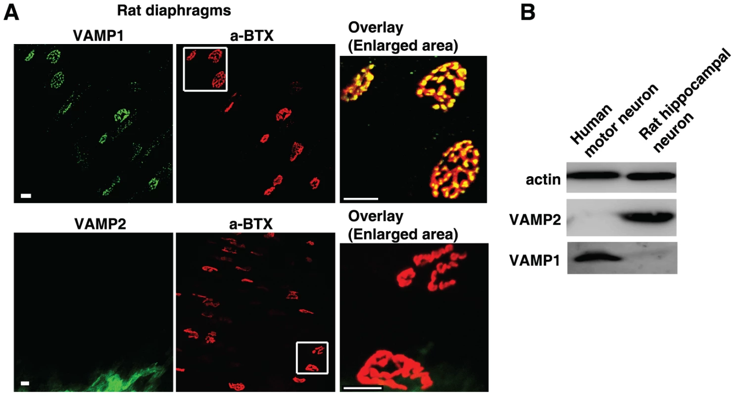 VAMP1, but not VAMP2, is detected at diaphragm motor nerve terminals in adult rats and in human motor neurons.