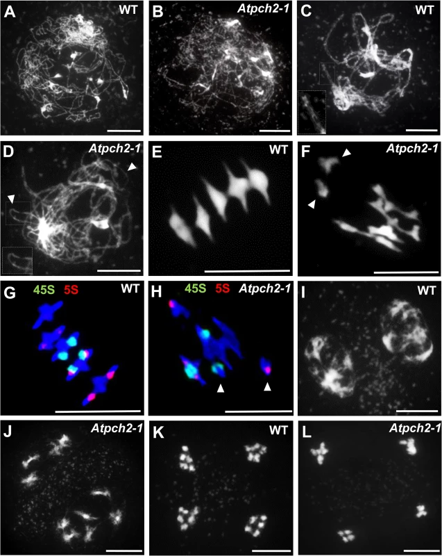 Meiotic stages from wild type Arabidopsis and <i>Atpch2-1</i> pollen mother cells.