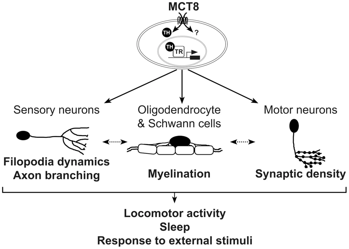 A proposed model for the mechanism underlying MCT8 deficiency.