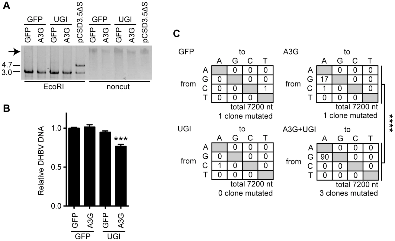 UNG inhibition decreases the replication activity of DHBV cccDNA in the presence of A3G expression.