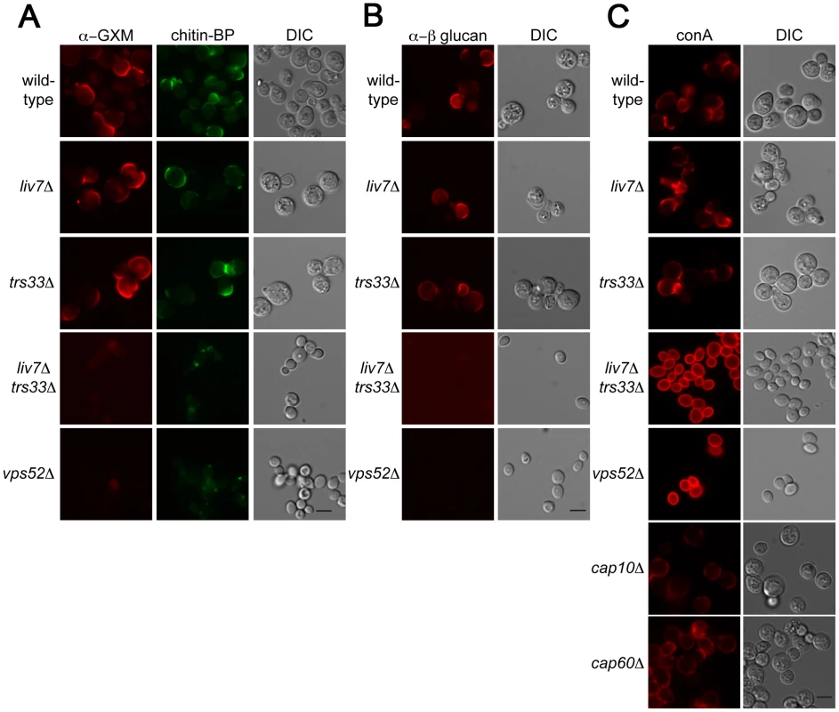 Lectin staining of surface of <i>liv7</i>Δ <i>trs33</i>Δ cells reveals a role for Liv7/Trs33 in PAMP shielding.