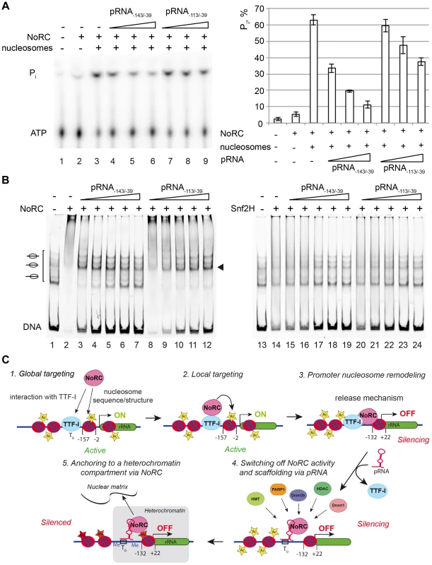 Nucleosomes and pRNA compete for the binding of NoRC.
