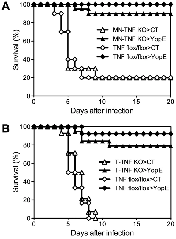 Selective depletion of TNFα from either macrophages/neutrophils or T cells does not impact the protection conferred by YopE<sub>69–77</sub> immunization.