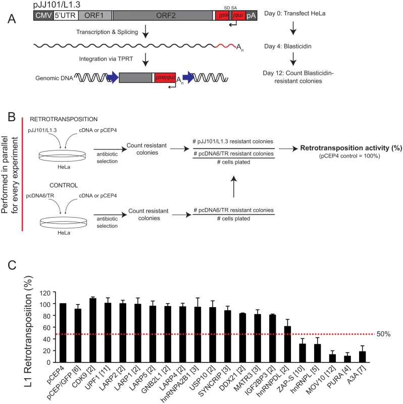 Several of the ORF1p-FLAG interacting proteins inhibit L1 retrotransposition.