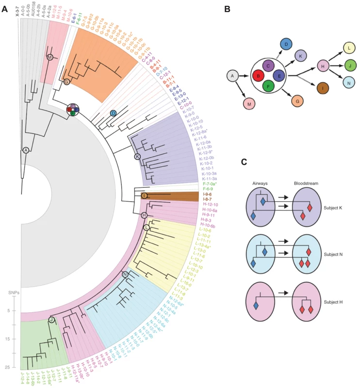 Whole genome sequencing reveals within-host evolution and recent transmission between patients.