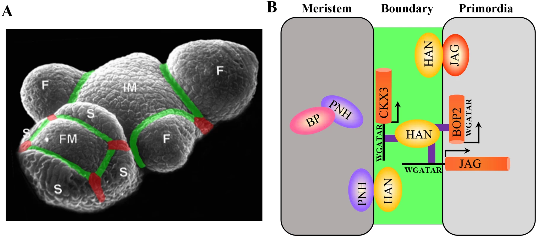 Regulatory interactions between boundary, meristem and floral organ primordia in <i>Arabidopsis</i>.