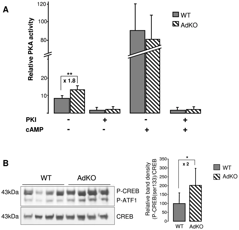 PKA activity was increased in AdKO adrenals.