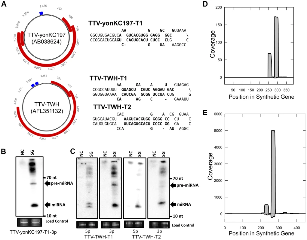 A combined computational and synthetic approach identifies TTV encoded miRNAs.