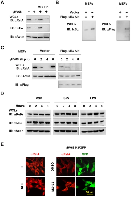 γHV68 infection induces RelA degradation in an IκBα-independent manner.