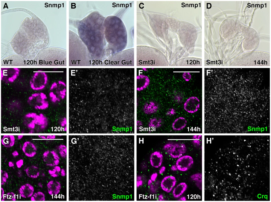 Expression of SR-BIs is reduced in <i>smt3i</i> and <i>ftz-f1i</i> PG cells.