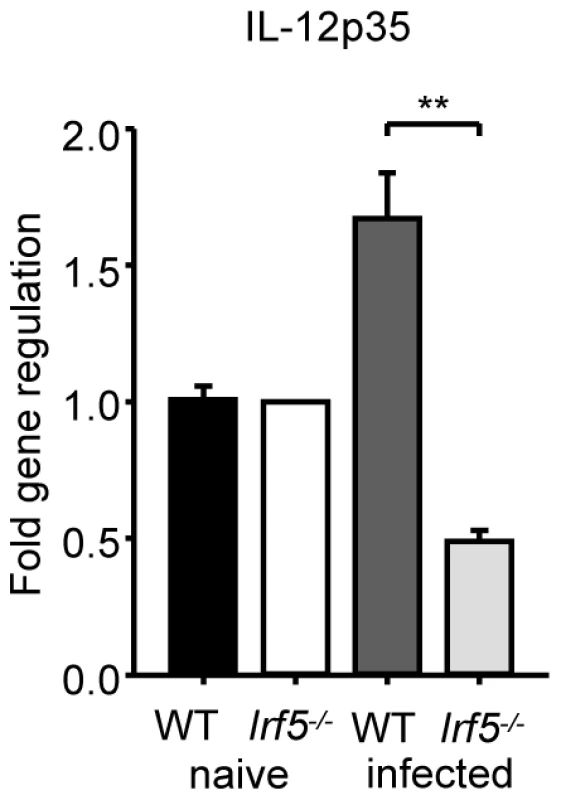 <i>L. donovani</i> fails to induce IL-12p35 expression in <i>Irf5<sup>-/-</sup></i> mice.