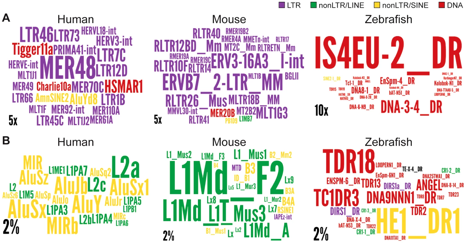 Wordle representation of the most enriched TE families in lncRNAs.