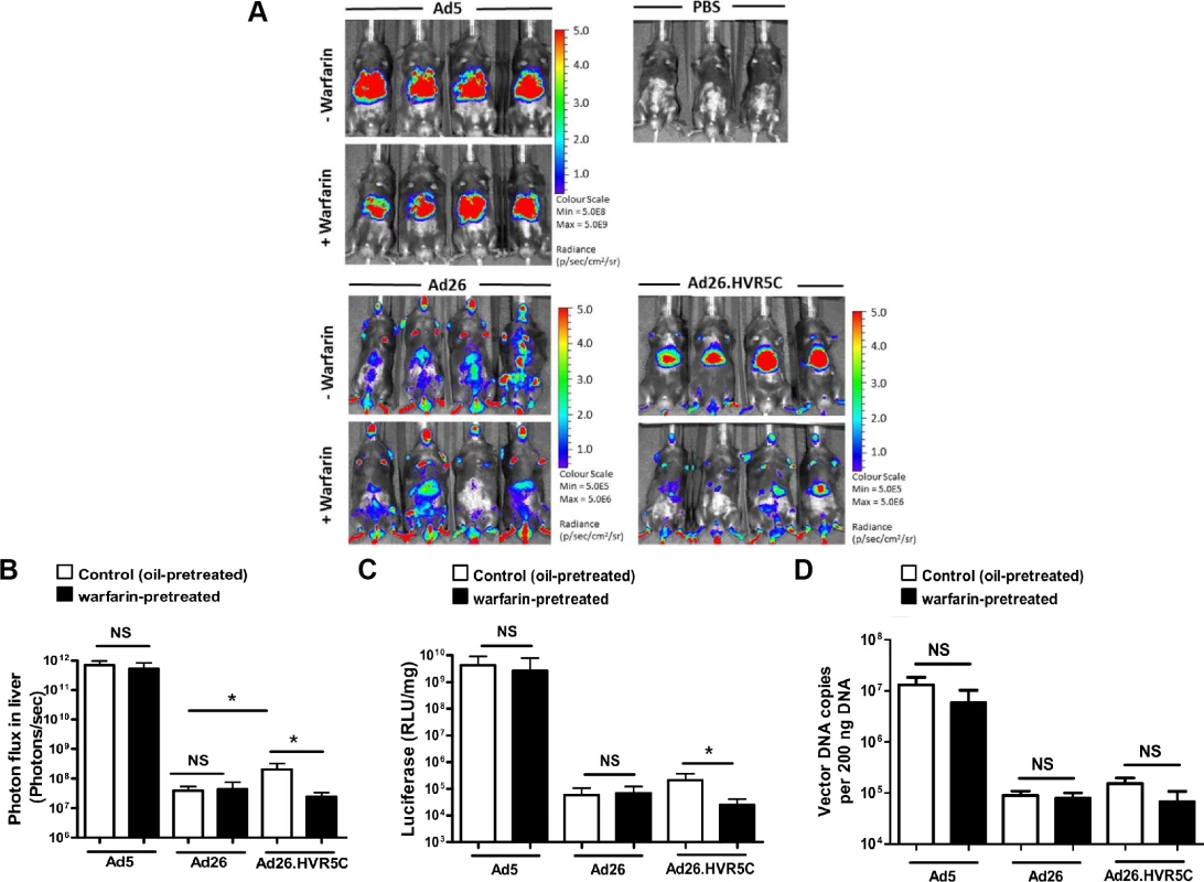 <i>In vivo</i> analysis of Ad26.HVR5C biodistribution in immune deficient mice.