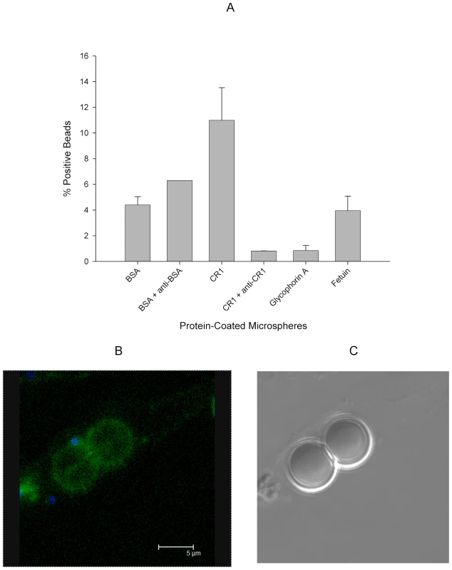 7G8 merozoites bind preferentially to sCR1-coated microspheres.