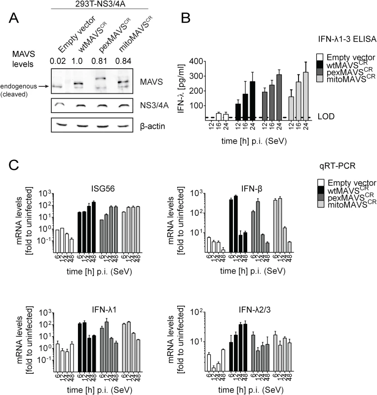 Comparable activation of type I and III IFN response by peroxisomal or mitochondrial MAVS upon virus infection.