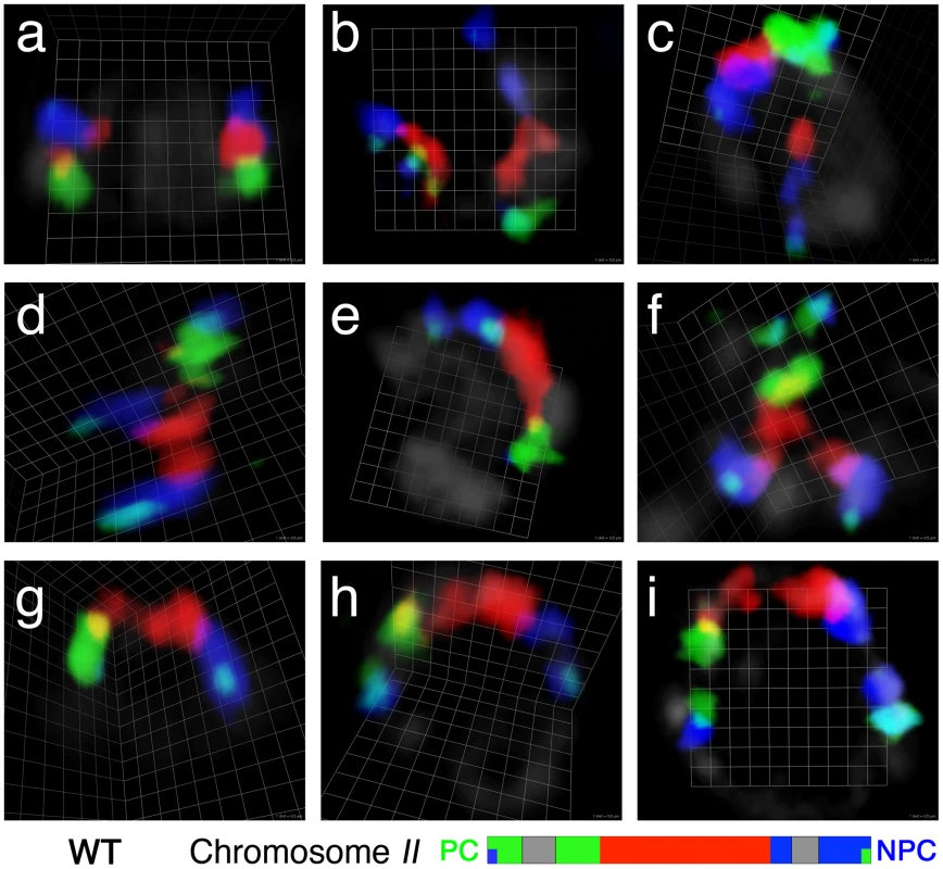 Visualization of chromosome <i>II</i> territories using multicolor chromosome paints.