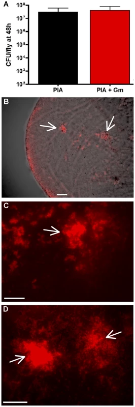 PAO1 (pCHAP6656) infection of the <i>Drosophila</i> crop.