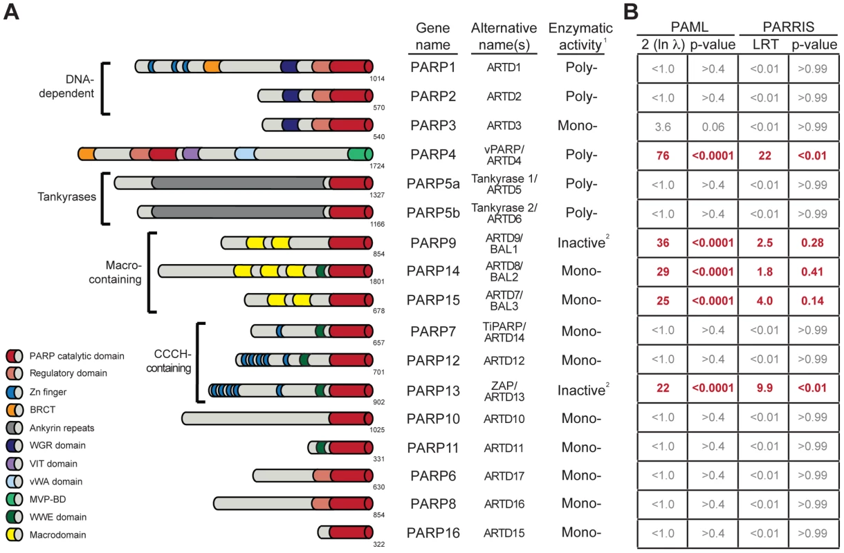 Several PARP genes are evolving under positive selection.
