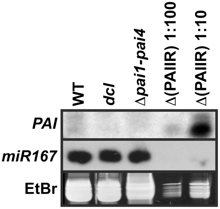 The <i>dcl</i>2 <i>dcl3 dcl4</i> mutant is depleted for <i>PAI</i> sRNAs.