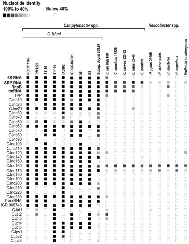 Conservation of <i>Campylobacter jejuni</i> sRNA candidates in Epsilonproteobacteria.