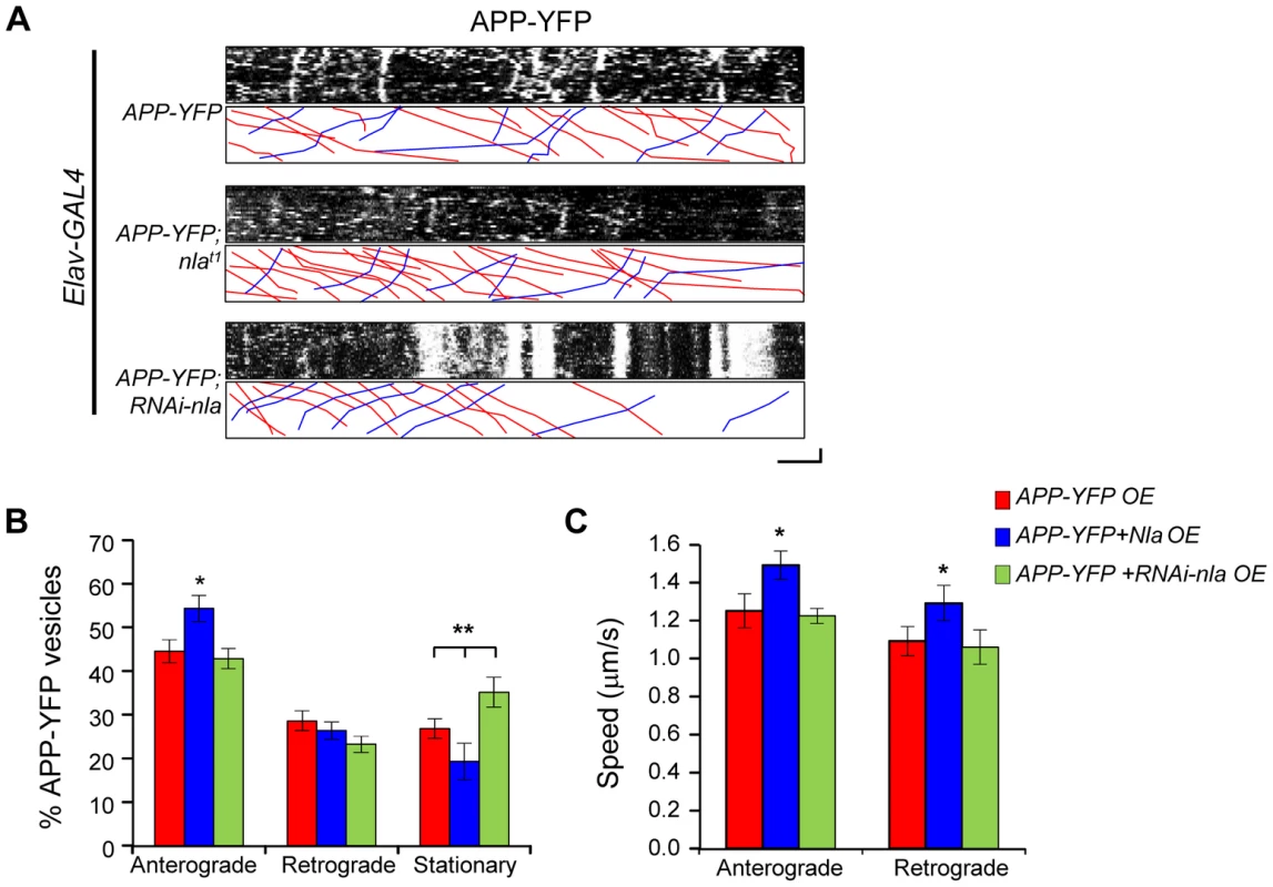 Nebula upregulation enhances anterograde transport of APP-YFP in larval motor axons.