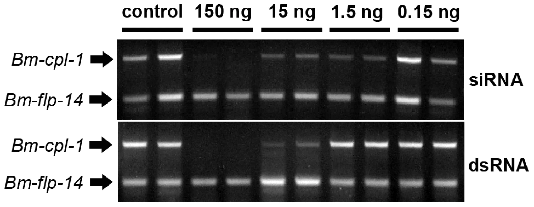 Concentration-dependent, <i>in vivo</i> suppression of <i>Brugia malayi</i> Cathepsin-L1 (<i>Bm-cpl-1</i>) using siRNA (Top) or dsRNA (Bottom) RNAi triggers.