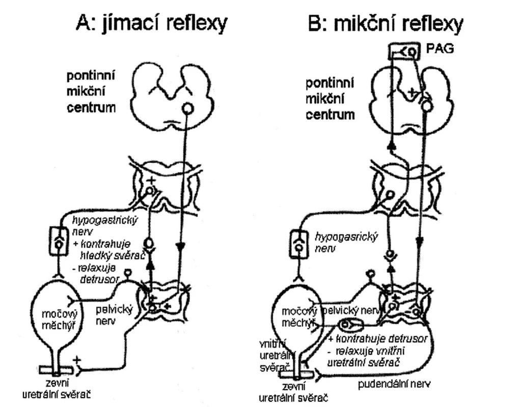 chéma zobrazující reflexní okruhy řídící kontinenci a mikci
(A) Jímací reflexy. Malá distenze močového měchýře vede ke vzniku malého počtu aferentních impulzů, což aktivuje sympatikus působící na bazi močového měchýře a proximální uretru a pudendální nerv působící na  zevní příčně pruhovaný svěrač. Tyto tzv. „ochranné reflexy“ zajišťující kontinenci jsou reflexy spinálními. Sympatikus rovněž relaxuje svalovinu detruzoru a moduluje přenos v intramurálních gangliích.  Oblast ventrálního pontu (pontinní jímací centrum a „L“ oblast) zvyšuje aktivitu zevního uretrálního svěrače. 
(B) Mikční reflexy. Velký počet aferentních impulsů z močového měchýře aktivuje cestou spinobulbospinálního reflexu parasympatikus působící na močový měchýř a vnitřní uretrální svěrač. Dochází k inhibici sympatiku a pudendálního nervu působících na vnitřní a zevní uretrální svěrač. Aferentní dráhy mikčního reflexu vedou do pontinního mikčního centra přes periaqueduktální šedou hmotu.